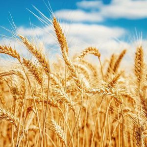 مام‌ رول اسپانول حاوی عصاره جو